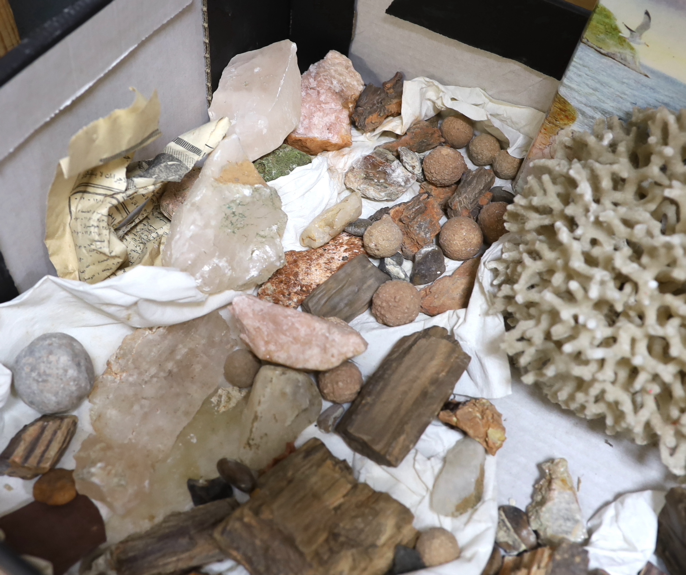 A collection of fossils, mineral specimens and coral